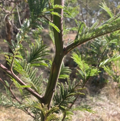 Acacia sp. (A Wattle) at Hackett, ACT - 18 Aug 2024 by waltraud