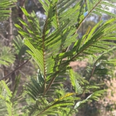 Acacia sp. at Hackett, ACT - 18 Aug 2024