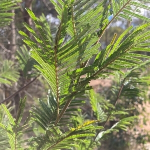 Acacia sp. at Hackett, ACT - 18 Aug 2024