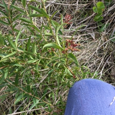 Grevillea sp. (Grevillea) at Hackett, ACT - 18 Aug 2024 by waltraud