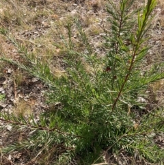 Grevillea (genus) (Grevillea) at Hackett, ACT - 18 Aug 2024 by waltraud
