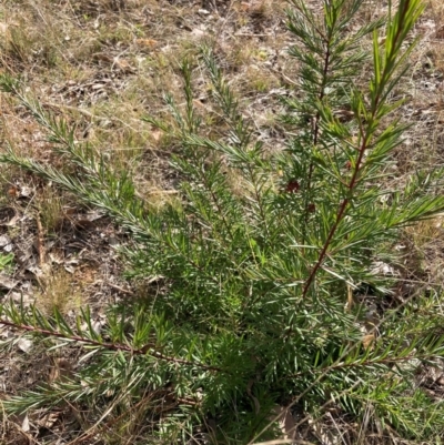 Grevillea sp. (Grevillea) at Hackett, ACT - 18 Aug 2024 by waltraud