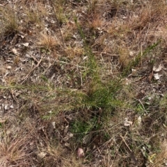 Grevillea sp. at Hackett, ACT - 18 Aug 2024