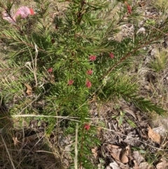 Grevillea (genus) (Grevillea) at Hackett, ACT - 18 Aug 2024 by waltraud