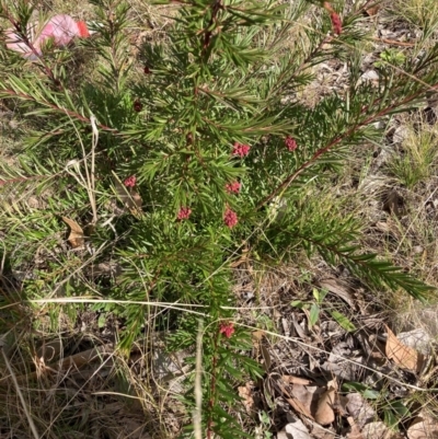 Grevillea sp. (Grevillea) at Hackett, ACT - 18 Aug 2024 by waltraud