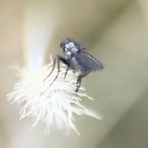 Muscidae (family) at Russell, ACT - 19 Aug 2024