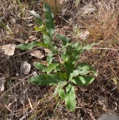 Unidentified Other Shrub at Hackett, ACT - 18 Aug 2024 by waltraud