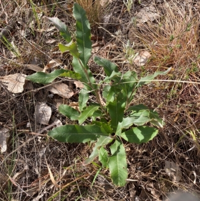 Unverified Other Shrub at Hackett, ACT - 18 Aug 2024 by waltraud
