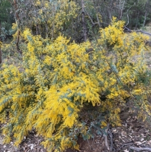 Acacia baileyana at Hackett, ACT - 18 Aug 2024