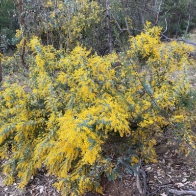 Acacia baileyana (Cootamundra Wattle, Golden Mimosa) at Hackett, ACT - 18 Aug 2024 by waltraud