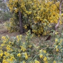 Acacia baileyana at Hackett, ACT - 18 Aug 2024