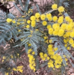 Acacia baileyana x Acacia dealbata (Cootamundra Wattle x Silver Wattle (Hybrid)) at Hackett, ACT - 18 Aug 2024 by waltraud