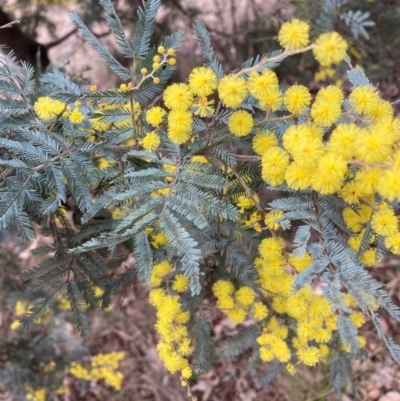 Acacia baileyana x Acacia dealbata (Cootamundra Wattle x Silver Wattle (Hybrid)) at Hackett, ACT - 18 Aug 2024 by waltraud