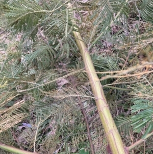 Acacia sp. at Hackett, ACT - 18 Aug 2024