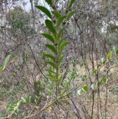 Ligustrum sinense (Narrow-leaf Privet, Chinese Privet) at Hackett, ACT - 18 Aug 2024 by waltraud