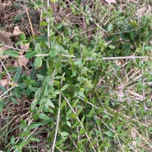 Olea europaea subsp. cuspidata at Hackett, ACT - 18 Aug 2024 04:56 PM