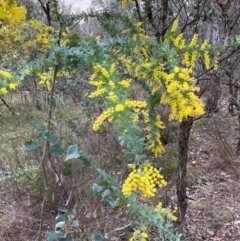 Acacia baileyana (Cootamundra Wattle, Golden Mimosa) at Hackett, ACT - 18 Aug 2024 by waltraud