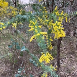 Acacia baileyana at Hackett, ACT - 18 Aug 2024