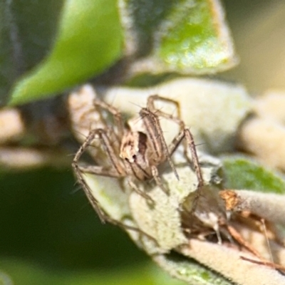 Oxyopes (genus) (Lynx spider) at Russell, ACT - 19 Aug 2024 by Hejor1