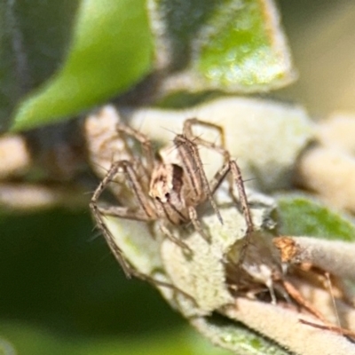 Oxyopes sp. (genus) (Lynx spider) at Russell, ACT - 19 Aug 2024 by Hejor1