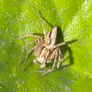 Oxyopes sp. (genus) at Russell, ACT - 19 Aug 2024 01:01 PM