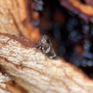 Eurypella tasmaniensis at Russell, ACT - 19 Aug 2024