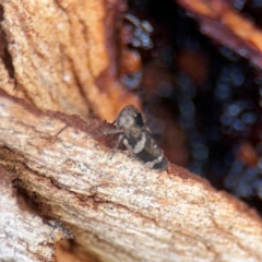 Eurypella tasmaniensis at Russell, ACT - 19 Aug 2024