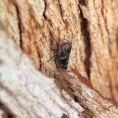 Eurypella tasmaniensis at Russell, ACT - 19 Aug 2024 01:12 PM