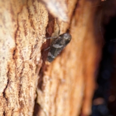 Eurypella tasmaniensis at Russell, ACT - 19 Aug 2024