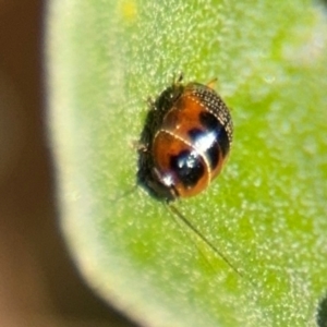 Ellipsidion australe at Russell, ACT - 19 Aug 2024