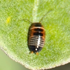 Ellipsidion australe at Russell, ACT - 19 Aug 2024 01:20 PM