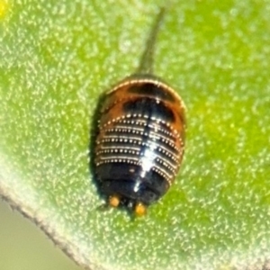 Ellipsidion australe at Russell, ACT - 19 Aug 2024 01:20 PM