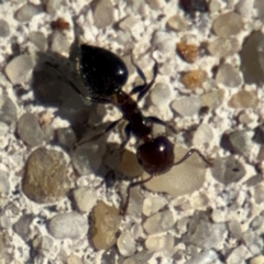 Crematogaster sp. (genus) (Acrobat ant, Cocktail ant) at Russell, ACT - 19 Aug 2024 by Hejor1