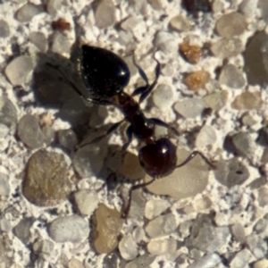 Crematogaster sp. (genus) at Russell, ACT - 19 Aug 2024