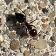 Crematogaster sp. (genus) at Russell, ACT - 19 Aug 2024 01:21 PM