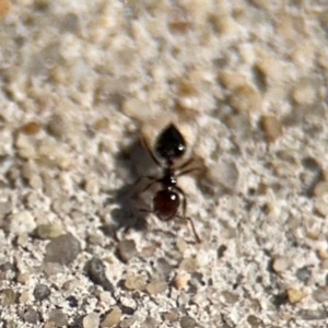 Crematogaster sp. (genus) at Russell, ACT - 19 Aug 2024 01:21 PM