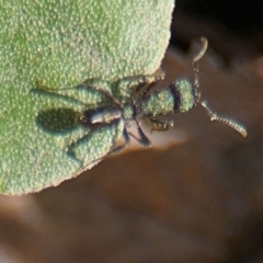 Rhytidoponera metallica (Greenhead ant) at Russell, ACT - 19 Aug 2024 by Hejor1