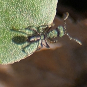 Rhytidoponera metallica at Russell, ACT - 19 Aug 2024