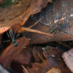 Rhytidoponera metallica at Russell, ACT - 19 Aug 2024