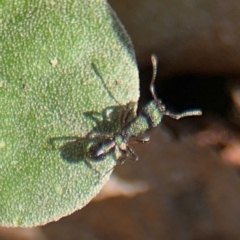 Rhytidoponera metallica at Russell, ACT - 19 Aug 2024