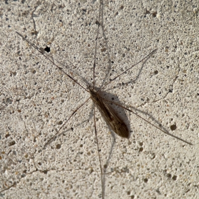 Limoniidae (family) (Unknown Limoniid Crane Fly) at Parkes, ACT - 19 Aug 2024 by Hejor1