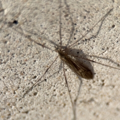 Limoniidae (family) at Parkes, ACT - 19 Aug 2024