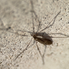 Limoniidae (family) at Parkes, ACT - 19 Aug 2024