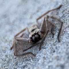 Isopeda canberrana at Russell, ACT - 19 Aug 2024 01:29 PM