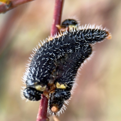 Perginae sp. (subfamily) (Unidentified pergine sawfly) at Russell, ACT - 19 Aug 2024 by Hejor1