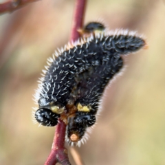 Perga sp. (genus) at Russell, ACT - 19 Aug 2024