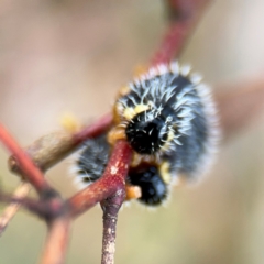 Perga sp. (genus) at Russell, ACT - 19 Aug 2024