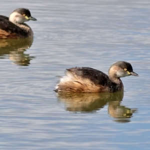 Tachybaptus novaehollandiae at Yarralumla, ACT - 19 Aug 2024