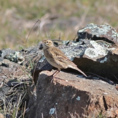 Anthus australis (Australian Pipit) at Yarralumla, ACT - 19 Aug 2024 by Trevor