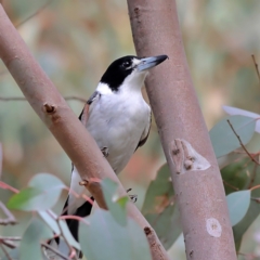 Cracticus torquatus (Grey Butcherbird) at Yarralumla, ACT - 19 Aug 2024 by Trevor